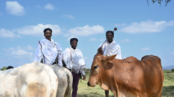 Three men wearing traditional white Ethiopian robes stand in a grassy field surrounded by cattle. A reddish-brown cow is prominently visible in the foreground, with a clear blue sky above.