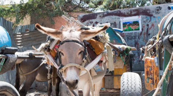 A working donkey harnessed to a cart in a densely built urban area in Somaliland—highlighting the daily burden these animals carry and the need for improved welfare.