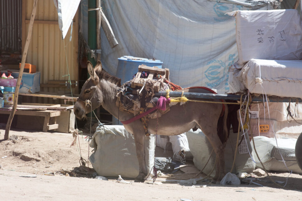 A heavily loaded donkey rests in the shade in an urban area of Somaliland—illustrating the working conditions addressed by the donkey welfare project.