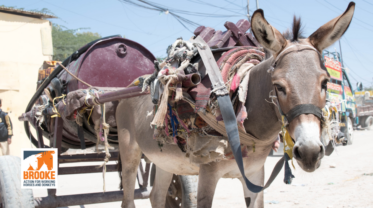 Working donkey pulling a loaded cart in an urban area of Somaliland—the project aimes to improve animal welfare and support equine-owning households.