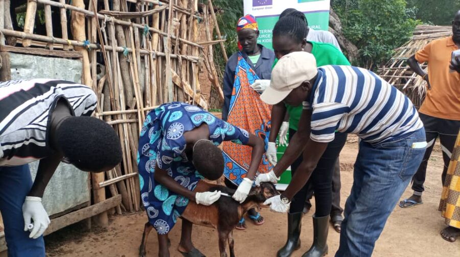 Veterinary outreach activity with trained community members treating a goat in a rural settlement in South Sudan.