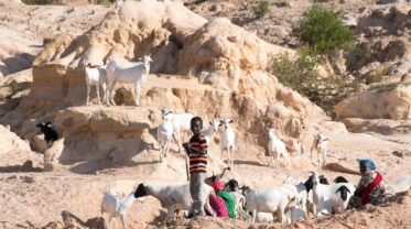 Pastoralist family with a herd of goats in a dry landscape.