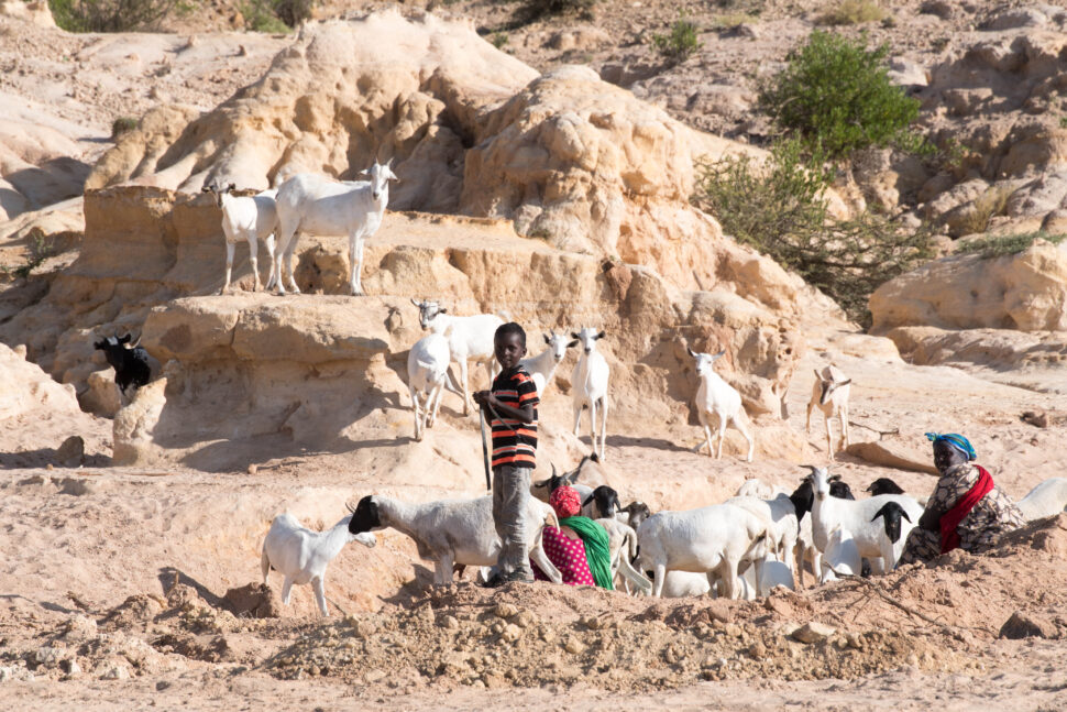 Pastoralist family with a herd of goats in a dry landscape.