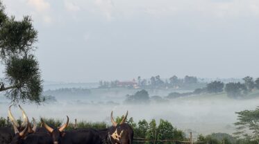 Cattle herd grazing in a rural agricultural landscape.