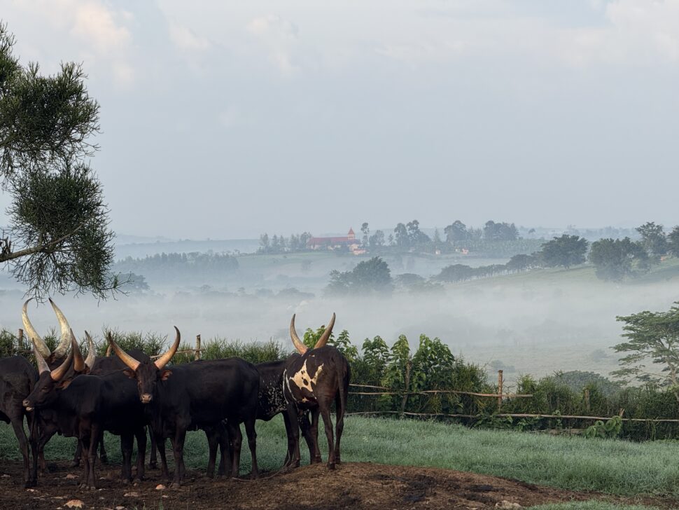 Cattle herd grazing in a rural agricultural landscape.