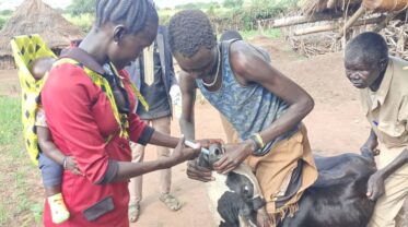 A female community animal health worker treats a cow while community members observe in a rural village in South Sudan.
