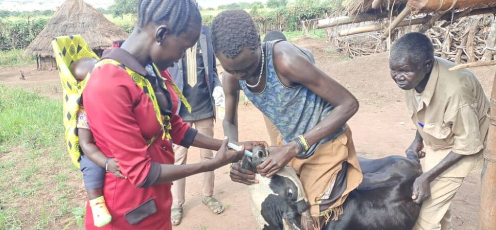 A female community animal health worker treats a cow while community members observe in a rural village in South Sudan.