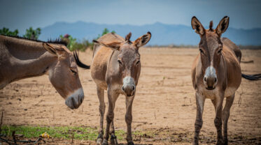 Donkeys standing near a watering hole