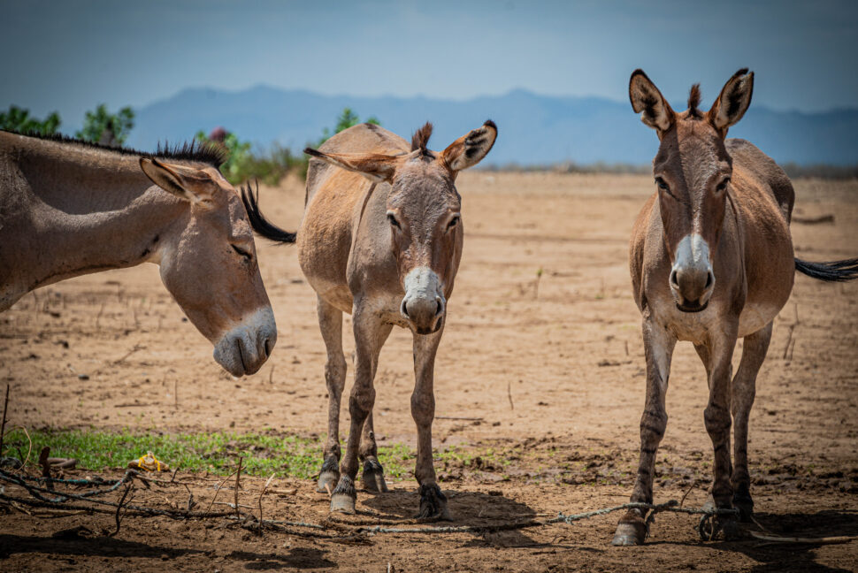 Donkeys standing near a watering hole